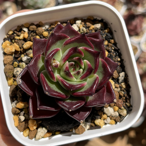 ❤︎多肉植物　ブラックナイト　抜き苗❤︎