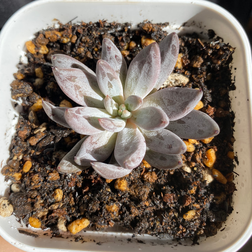 多肉植物 ☆ アンギキュラータ 抜き苗 A0010 多肉植物 多肉園Le lien