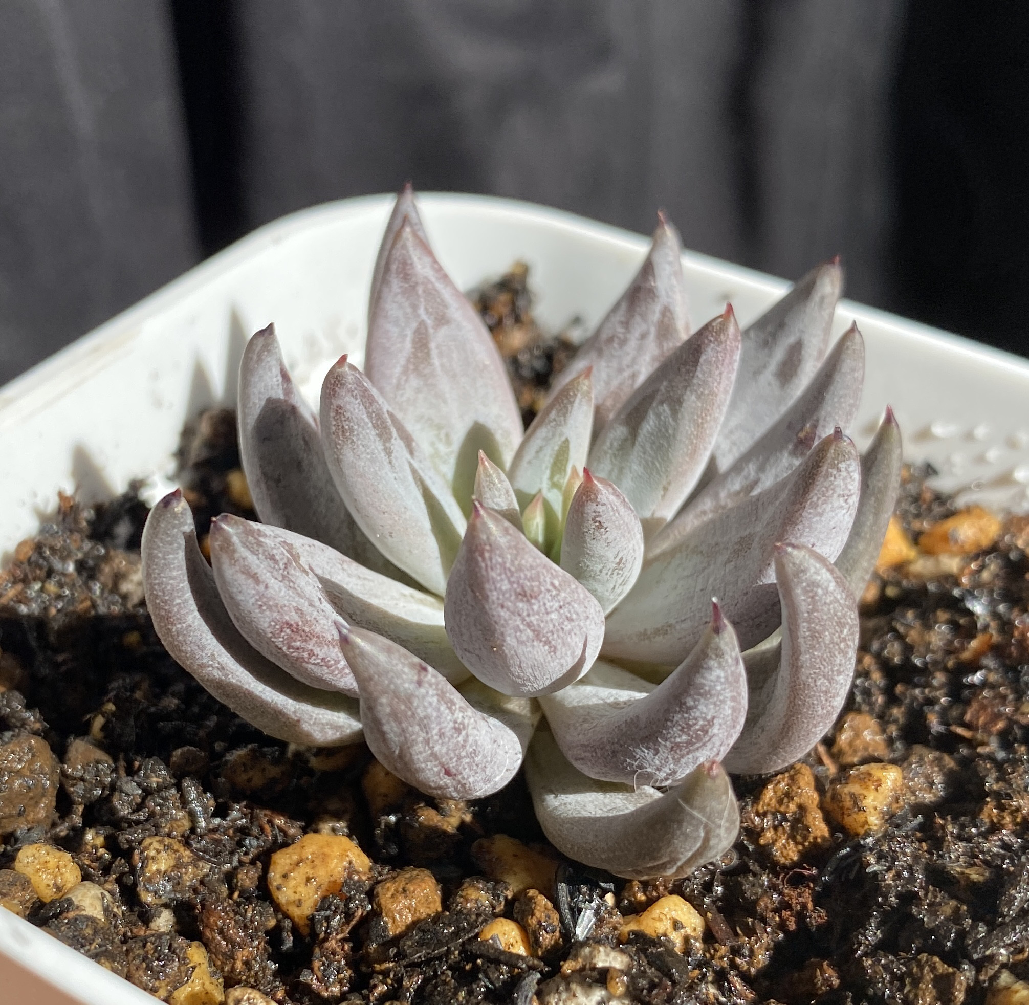 多肉植物 ☆ アンギキュラータ 抜き苗 A0010 多肉植物 多肉園Le 多肉植物 ☆ アンギキュラータ 抜き苗 A0010 多肉植物 多肉園Le