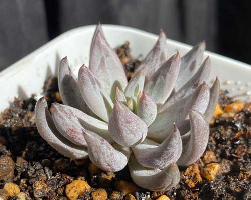 c24afac4def96b058431ecb5efeb06