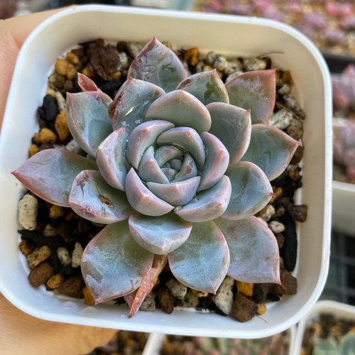 多肉植物 ☆ エストレラ 超レア 抜き苗 A012 多肉植物 多肉園Le lien