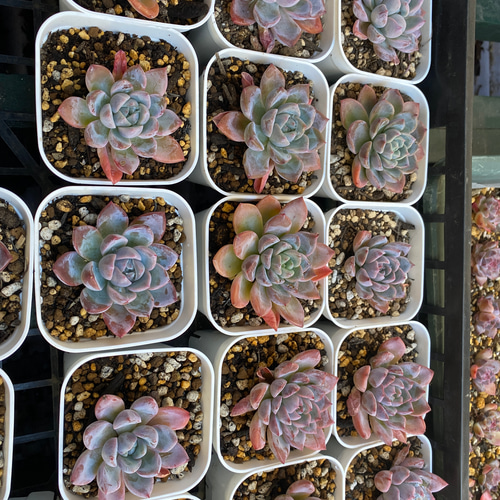 多肉植物 ナイトライト グロウライト付き多肉植物の鉢 寄せ植え多肉植物の