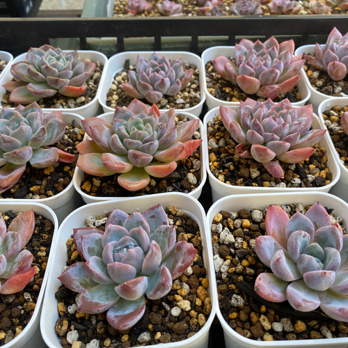 多肉植物 ☆ エストレラ 超レア 抜き苗 A012 多肉植物 多肉園Le lien