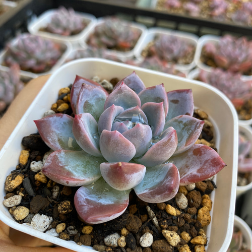 多肉植物 ☆ エストレラ 超レア 抜き苗 A012 多肉植物 多肉園Le