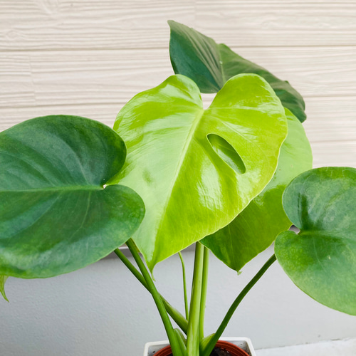 モンステラ 2株まとめてセット ☆観葉植物☆ アートフラワー njt1 通販