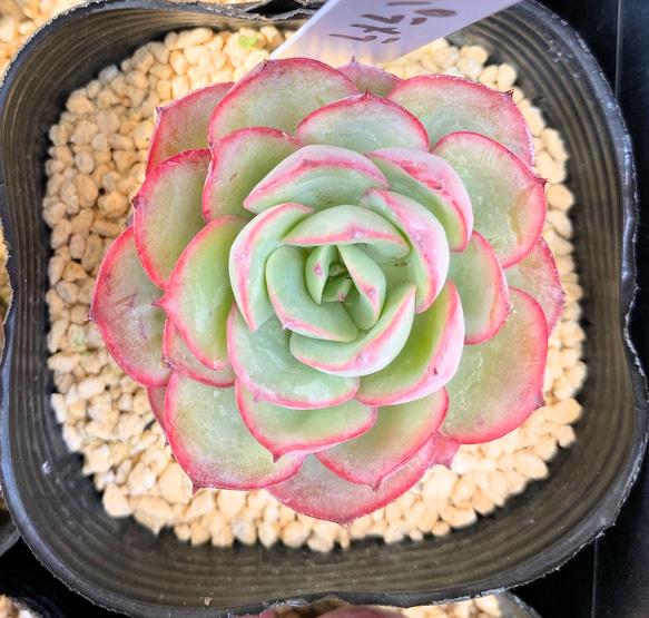 パラメラ 韓国苗 多肉植物 多肉植物 プクニク 通販 14796224｜Creema