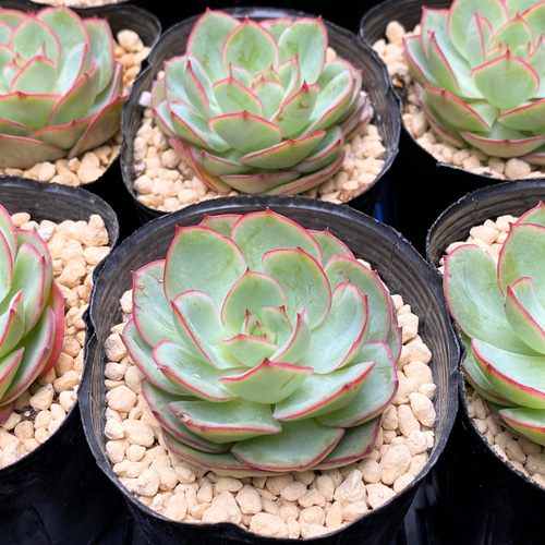 多肉植物　韓国苗　パラメラ　抜き苗 パラメラ 韓国苗 多肉植物 多肉植物 プクニク 通販 14796224｜Creema