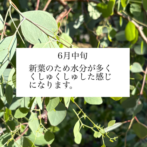 予約販売】ボリューム 丸葉 ユーカリ スワッグ 40～45cmドライフラワー