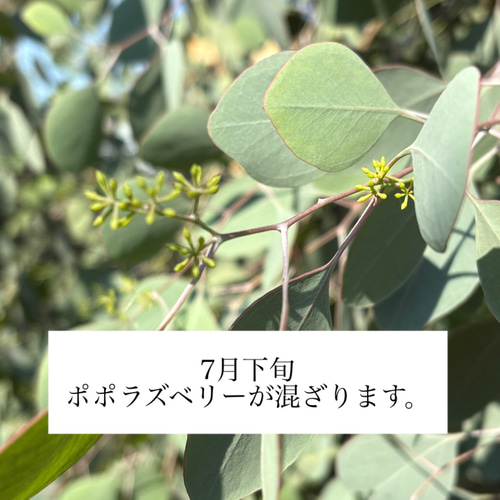 neko10.　パンパスと香り銀葉ユーカリのスワッグ51cm［376] neko10. パンパスと香り銀葉ユーカリのスワッグ51cm［376