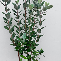 果樹苗＊フェイジョア＊常緑樹＊庭植え＊ガーデニング 4枚目の画像