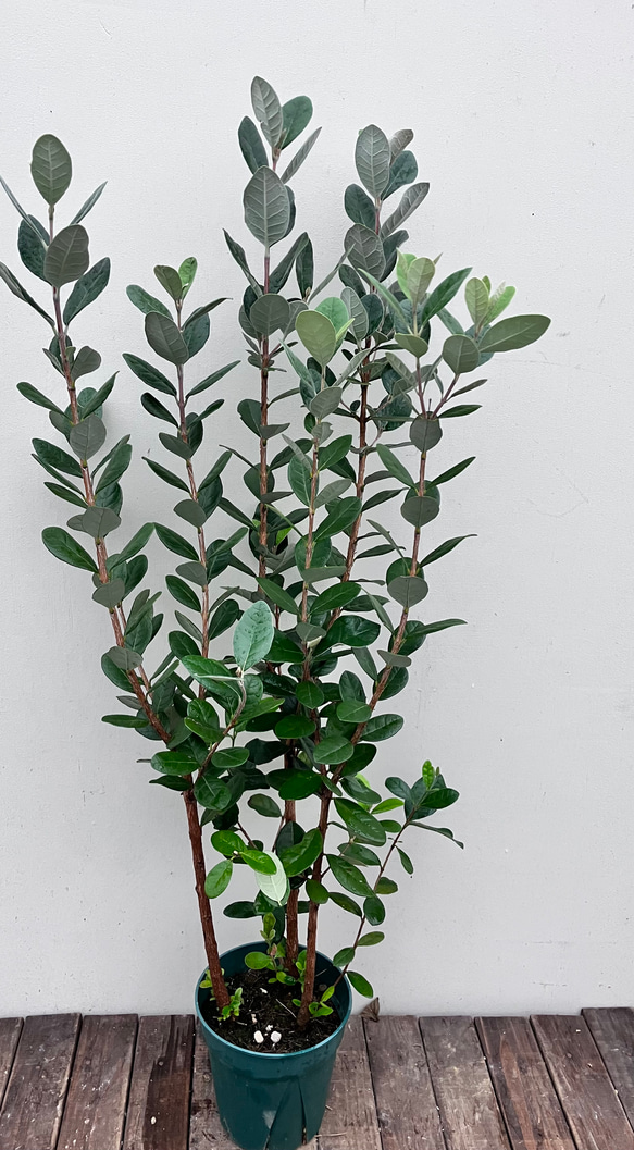 果樹苗＊フェイジョア＊常緑樹＊庭植え＊ガーデニング 4枚目の画像