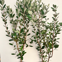 果樹苗＊フェイジョア＊常緑樹＊庭植え＊ガーデニング 2枚目の画像
