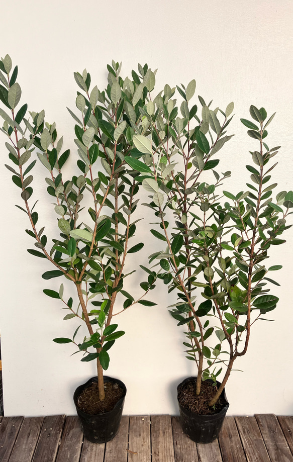 果樹苗＊フェイジョア＊常緑樹＊庭植え＊ガーデニング 2枚目の画像