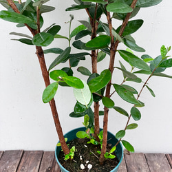 果樹苗＊フェイジョア＊常緑樹＊庭植え＊ガーデニング 9枚目の画像