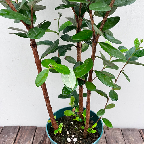 果樹苗＊フェイジョア＊常緑樹＊庭植え＊ガーデニング アート