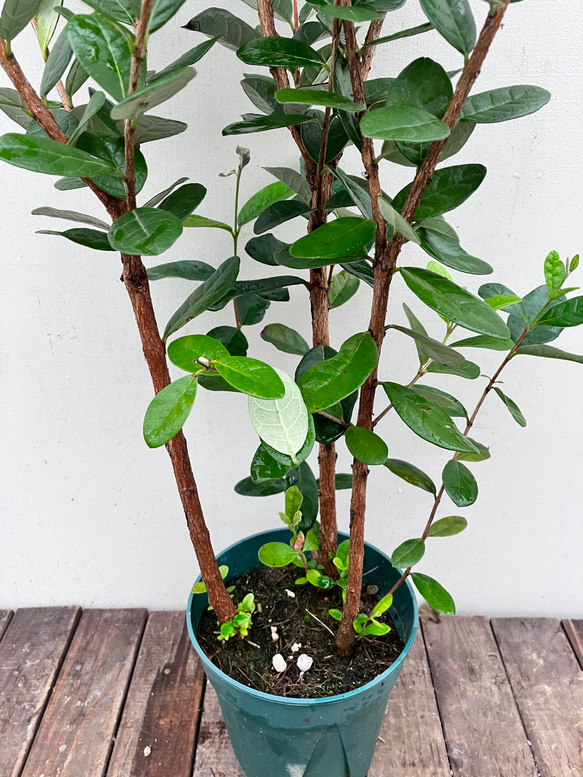 果樹苗＊フェイジョア＊常緑樹＊庭植え＊ガーデニング 9枚目の画像