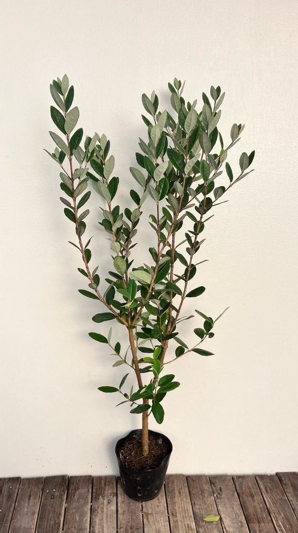 果樹苗＊フェイジョア＊常緑樹＊庭植え＊ガーデニング 1枚目の画像