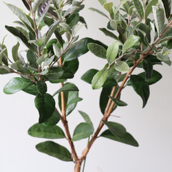 果樹苗＊フェイジョア＊常緑樹＊庭植え＊ガーデニング 5枚目の画像