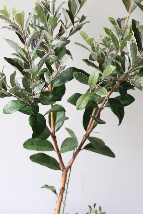 果樹苗＊フェイジョア＊常緑樹＊庭植え＊ガーデニング 5枚目の画像