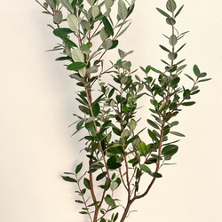 果樹苗＊フェイジョア＊常緑樹＊庭植え＊ガーデニング 3枚目の画像