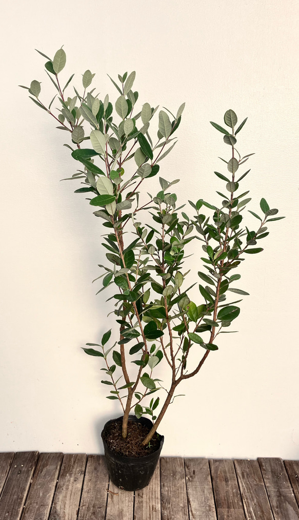 果樹苗＊フェイジョア＊常緑樹＊庭植え＊ガーデニング 3枚目の画像