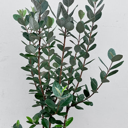 果樹苗＊フェイジョア＊常緑樹＊庭植え＊ガーデニング 7枚目の画像