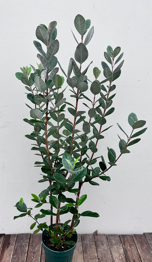 果樹苗＊フェイジョア＊常緑樹＊庭植え＊ガーデニング 7枚目の画像