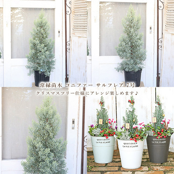 サルフレア 苗 大型140cm❗綺麗な葉色 クリームイエロー クリスマス