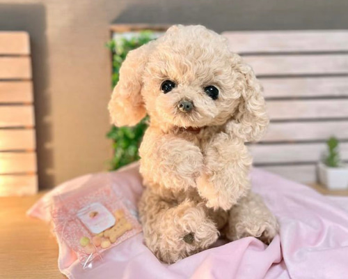 ぽぽみさん　ぬいぐるみ　トイプードル アートドール 作家 ハンドメイド ぽぽみさんトイプードルぬいぐるみアートドール羊毛フェルト