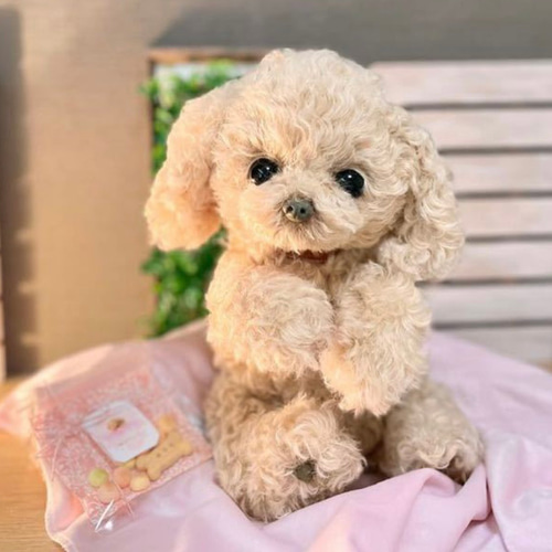 トイプードル ぬいぐるみ ハンドメイド ぬいぐるみ ぽぽみ 通販