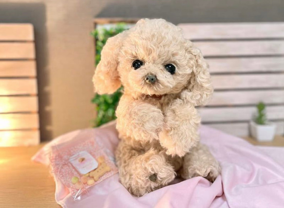 トイプードル ぬいぐるみ ハンドメイド ぬいぐるみ ぽぽみ 通販