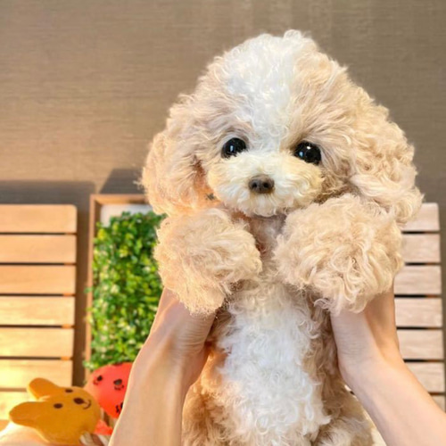 ハンドメイド* ぬいぐるみ*トイプードル トイプードル ぬいぐるみ ハンドメイド ぬいぐるみ ぽぽみ 通販