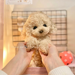 ぽぽみの展示中作品一覧 | ハンドメイド通販・販売のCreema