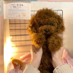 アートドール　ぽぽみさん　トイプードル トイプードルぬいぐるみのハンドメイド作品 | TikTok