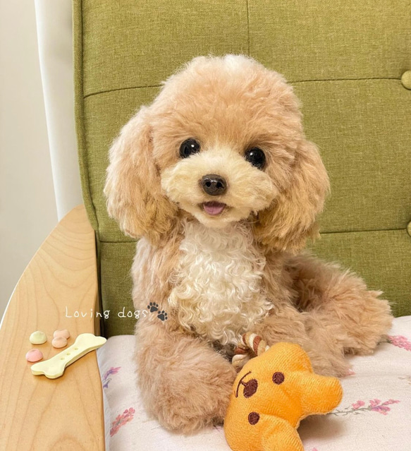 トイプードル ぬいぐるみハンドメイド ぬいぐるみ ぽぽみ 通販