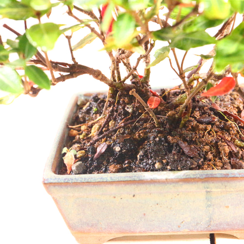 盆栽 チリメンカズラ(斑入り)