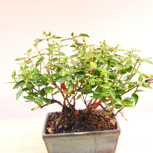 チリメンカズラ 縮緬カズラ 小品盆栽 落款 作家鉢 #チリメンカズラ