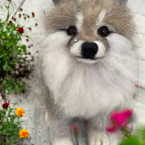 リアル羊毛フェルト犬オーダー メモリアル羊毛フェルト 羊毛