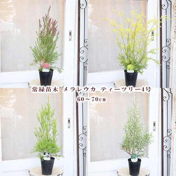 再入荷 常緑苗木 メラレウカ ティーツリー 4号 高さ約60〜70cm 再入荷 常緑苗木 メラレウカ ティーツリー 4号 高さ約60〜70cm