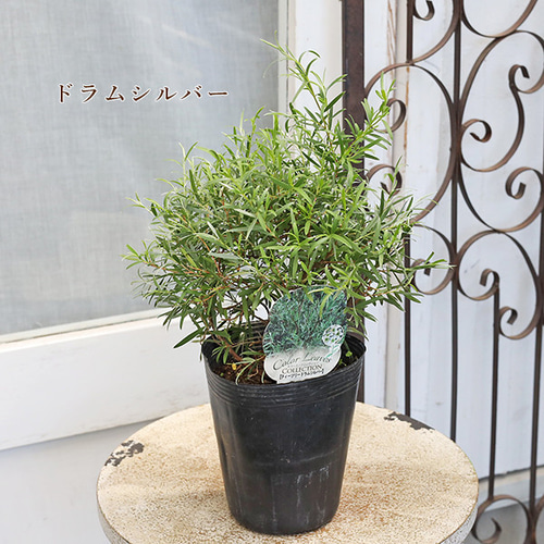 常緑苗木 メラレウカ ティーツリー レッドジェム レボリューション