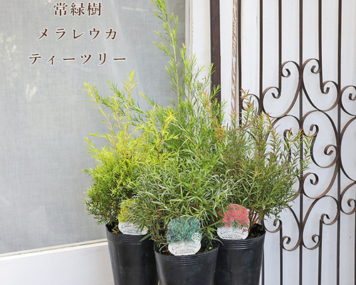 常緑苗木 メラレウカ ティーツリー レッドジェム レボリューション