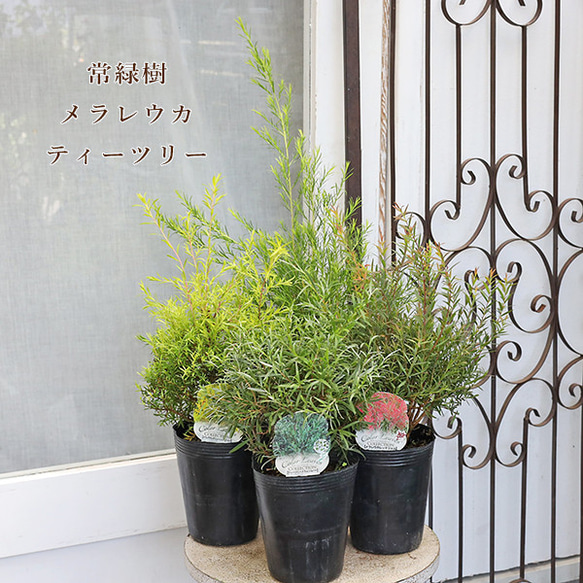 常緑苗木 メラレウカ ティーツリー レッドジェム レボリューション