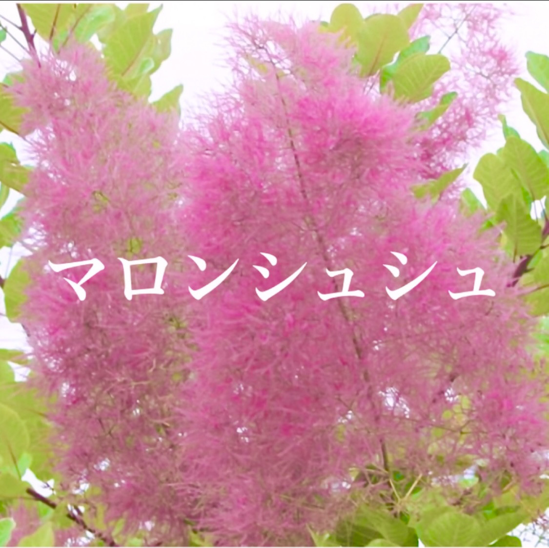 739-NHX688-1131267.jpg?