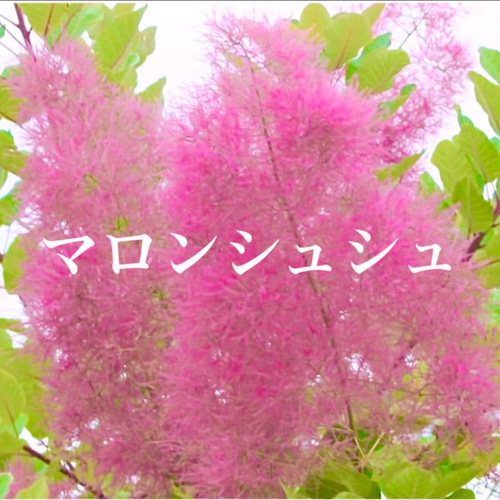 スモークツリー 新色♡マロンシュシュ 希少 苗木 ドライフラワー