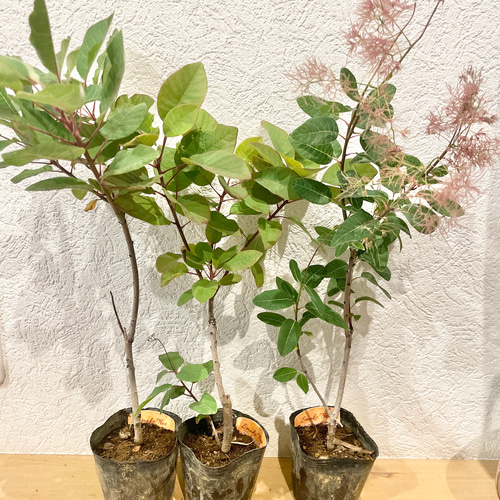 スモークツリー 新色♡マロンシュシュ 希少 苗木 ドライフラワー