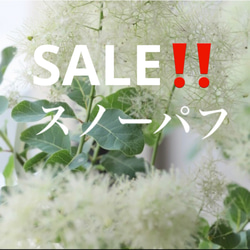 おまとめ全3点 全て花付き ロゼシュシュ スモークツリー 苗 苗木 雌株 スモークツリー 苗 ロゼシュシュ 苗木 雌株 ドライフラワー 森の