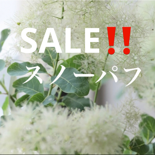 セール！スモークツリー 苗 スノーパフ 希少 苗木 雌株 ドライフラワー