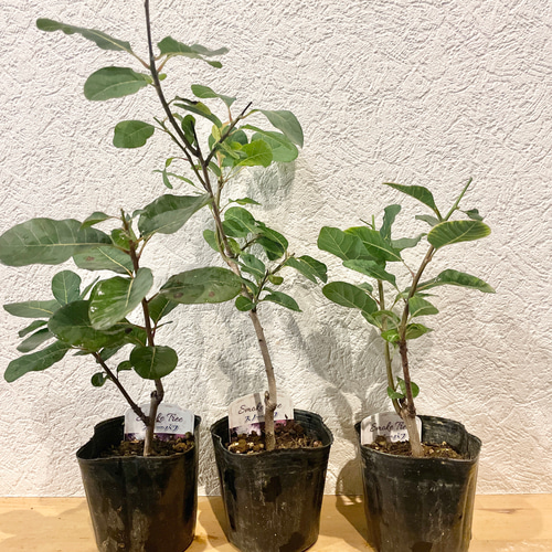 おまとめ 全3点 全て花芽付き スノーパフ スモークツリー 苗 苗木 雌株 全て花芽付き スノーパフ 察する スモークツリー 苗 苗木 雌株