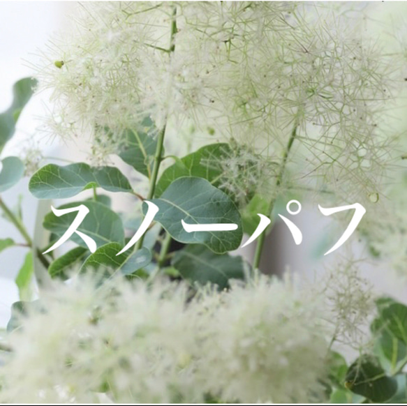 スモークツリー 苗 スノーパフ 希少 苗木 雌株 ドライフラワー スモークツリー 苗 スノーパフ 希少 苗木 雌株 ドライフラワー