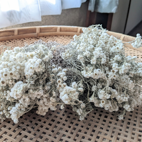 カワラハハコ ドライフラワー 100g 雄花 その他素材 Fine 通販